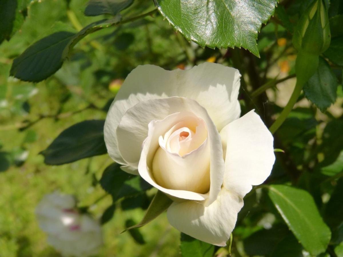 Domaine De L'Estuaire Hotel Saint-Thomas-de-Conac Ngoại thất bức ảnh